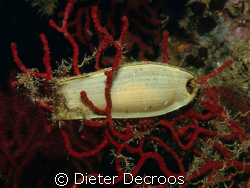 Shark egg in gorgonian by Dieter Decroos 